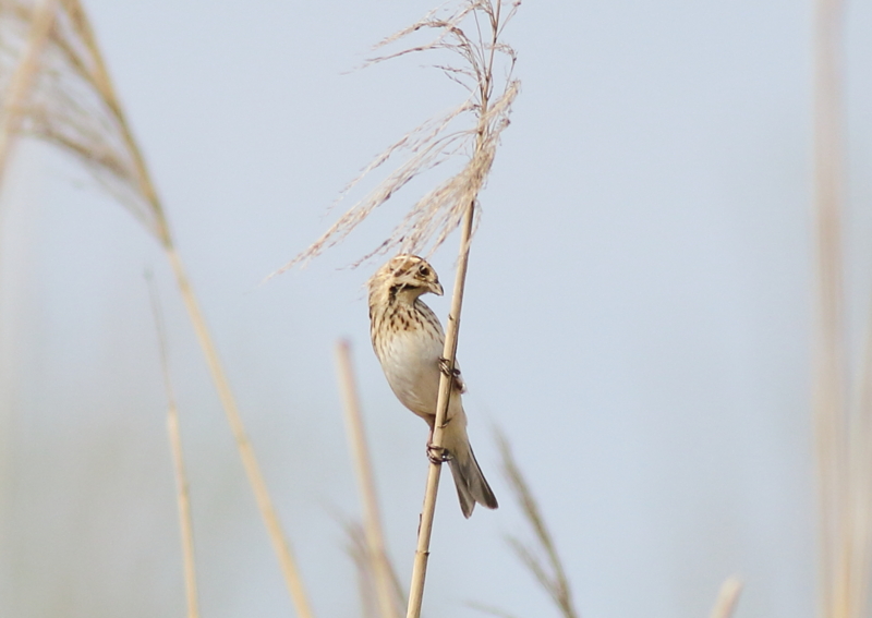 f:id:funatuyo:20160414085106j:image f:id:funatuyo:20160414085106j:image