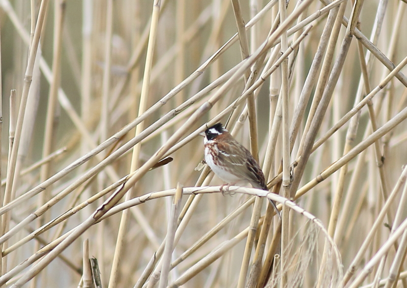 f:id:funatuyo:20160414085510j:image f:id:funatuyo:20160414085510j:image