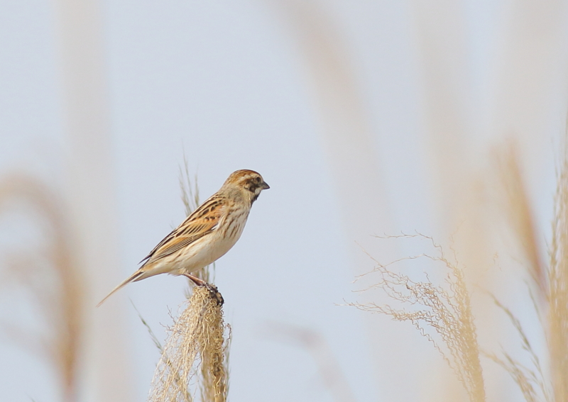 f:id:funatuyo:20160414085703j:image f:id:funatuyo:20160414085703j:image