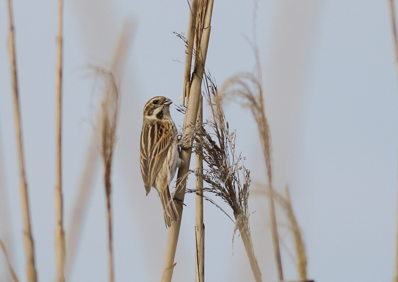 f:id:funatuyo:20160414085830j:image f:id:funatuyo:20160414085830j:image