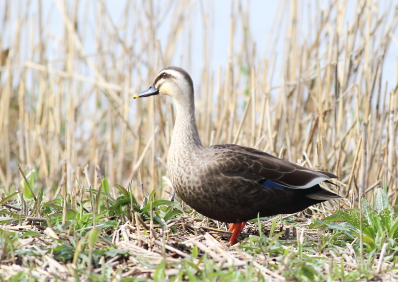 f:id:funatuyo:20160414090350j:image f:id:funatuyo:20160414090350j:image