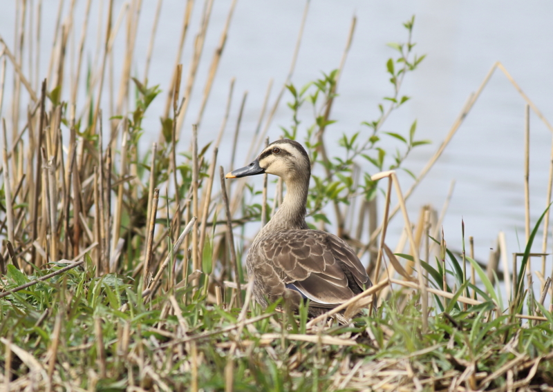 f:id:funatuyo:20160414090411j:image f:id:funatuyo:20160414090411j:image