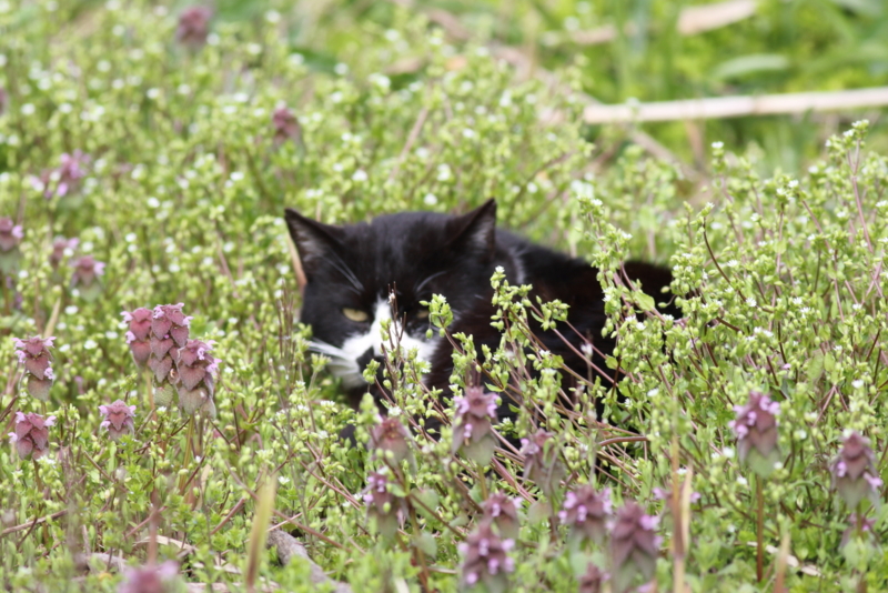 f:id:funatuyo:20160414090939j:image f:id:funatuyo:20160414090939j:image