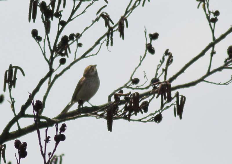 f:id:funatuyo:20160414111051j:image