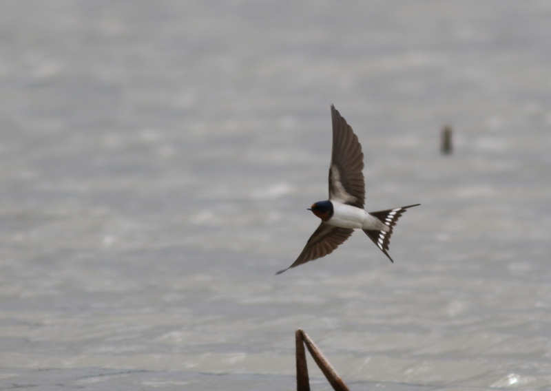 f:id:funatuyo:20160415093533j:image
