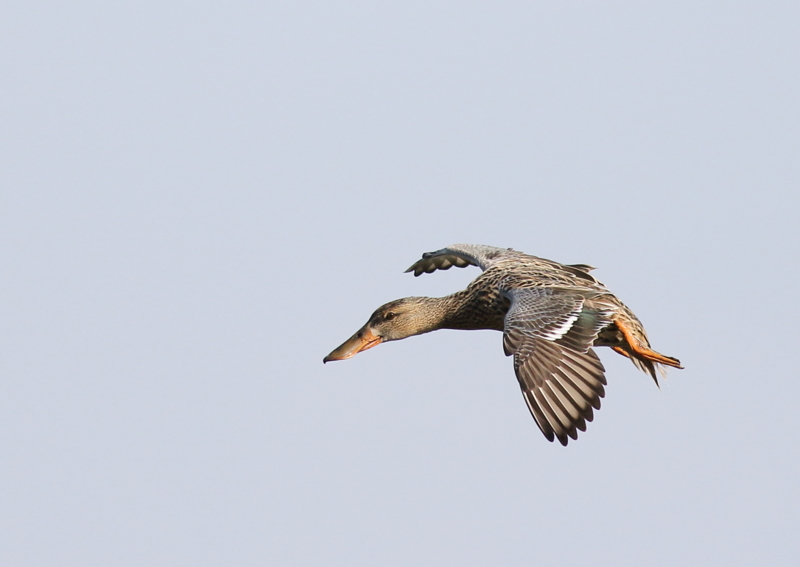 f:id:funatuyo:20160419082239j:image