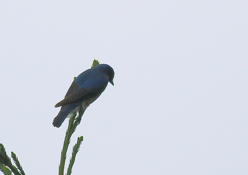 f:id:funatuyo:20160505093640j:image