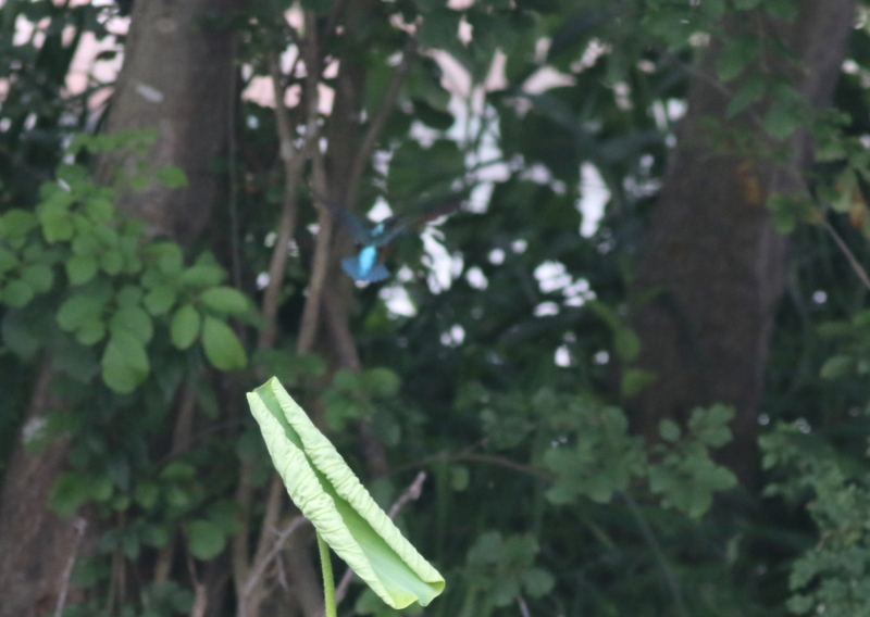 f:id:funatuyo:20160618090231j:image
