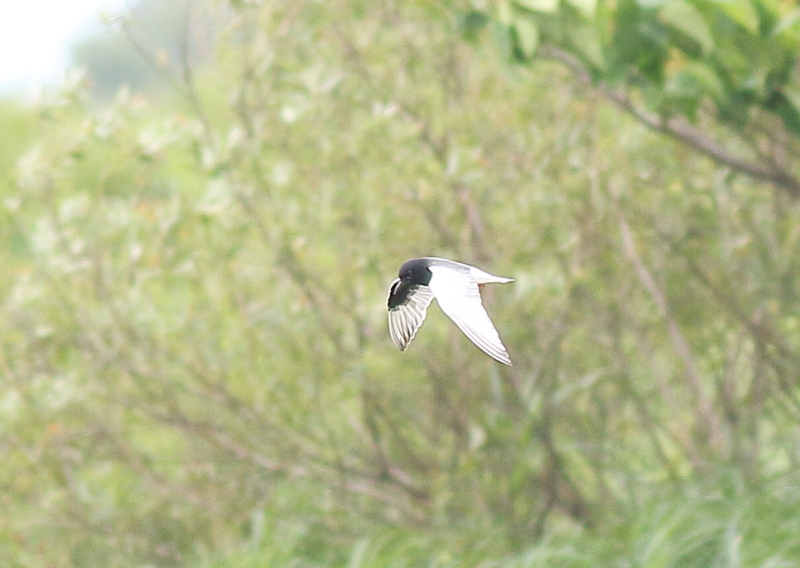 f:id:funatuyo:20160626123236j:image