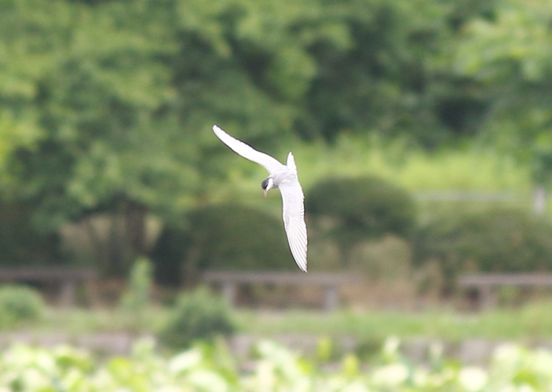 f:id:funatuyo:20160626123305j:image