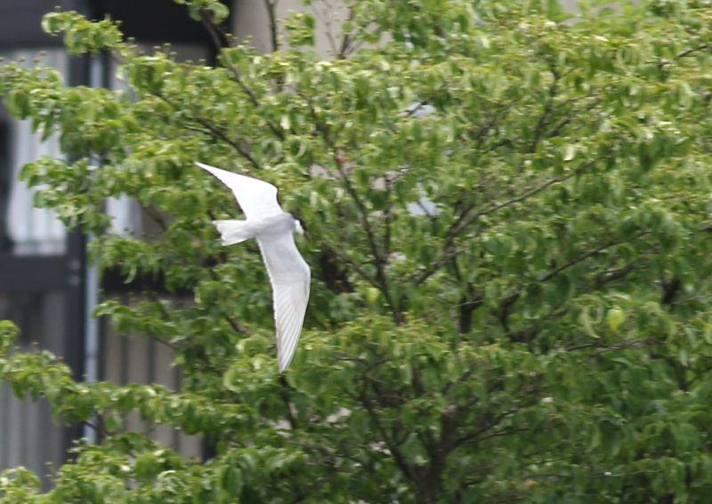 f:id:funatuyo:20160626123741j:image