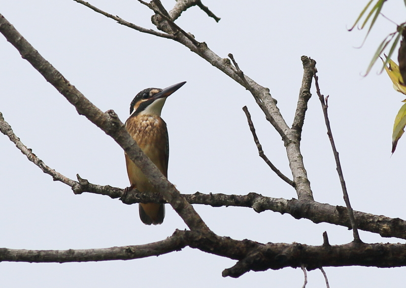 f:id:funatuyo:20160919091207j:image