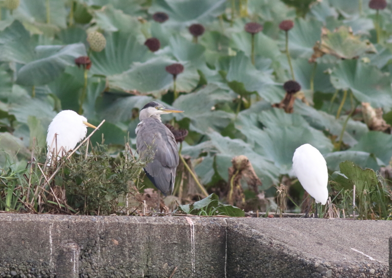 f:id:funatuyo:20161010075815j:image