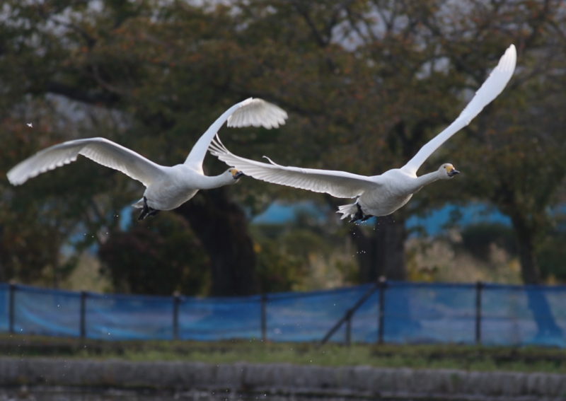 f:id:funatuyo:20161021081452j:image