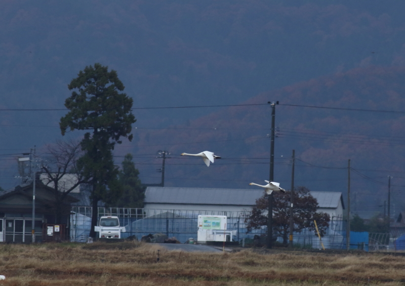 f:id:funatuyo:20161128083058j:image
