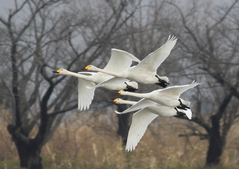 f:id:funatuyo:20170103114619j:image