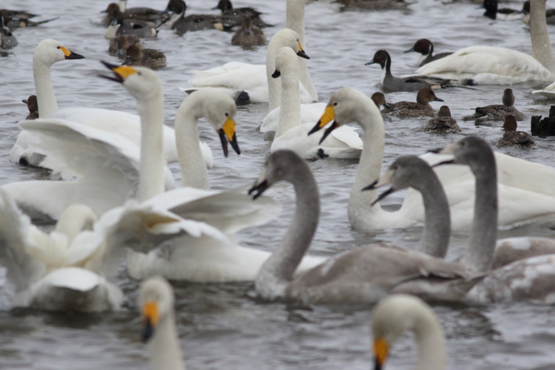 f:id:funatuyo:20170112091225j:image f:id:funatuyo:20170112091225j:image