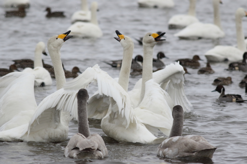 f:id:funatuyo:20170112091237j:image f:id:funatuyo:20170112091237j:image