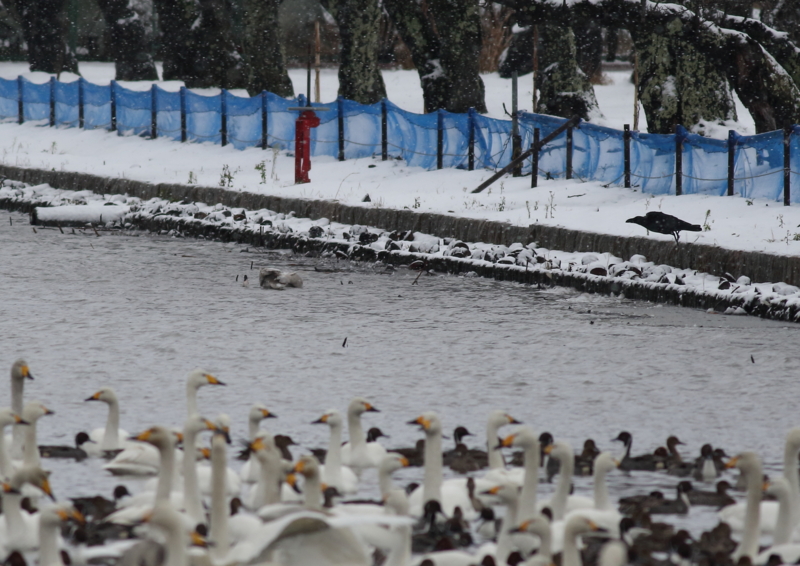 f:id:funatuyo:20170112092607j:image f:id:funatuyo:20170112092607j:image