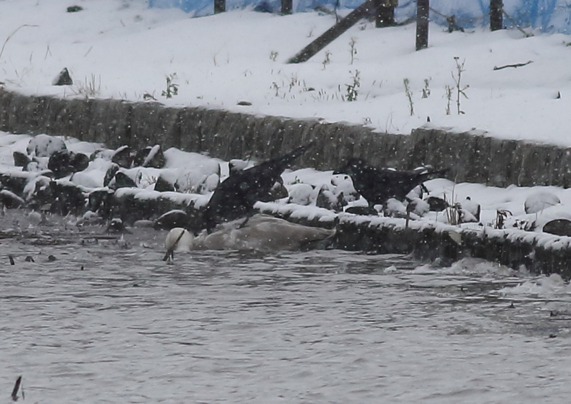 f:id:funatuyo:20170112092724j:image f:id:funatuyo:20170112092724j:image