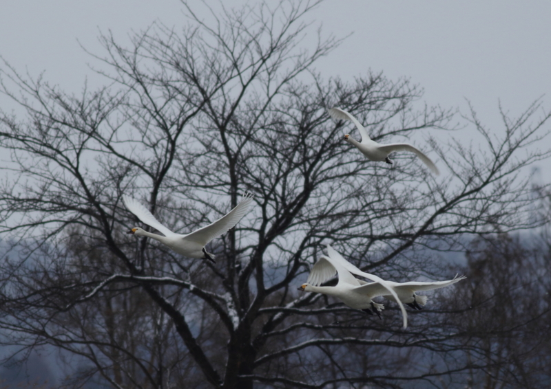 f:id:funatuyo:20170112093431j:image f:id:funatuyo:20170112093431j:image