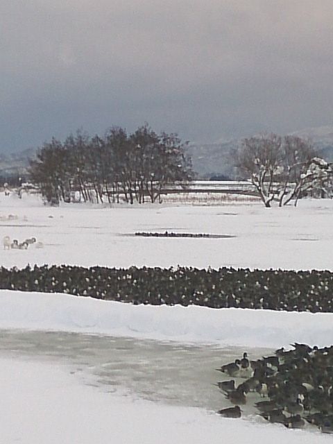 f:id:funatuyo:20170115080451j:image