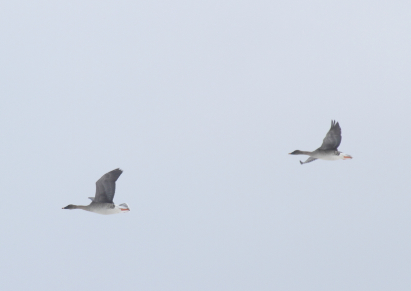 f:id:funatuyo:20170115090752j:image