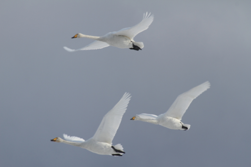 f:id:funatuyo:20170115090758j:image