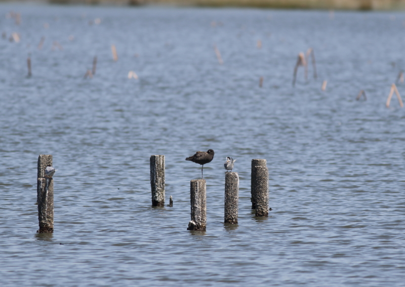 f:id:funatuyo:20170504095108j:image