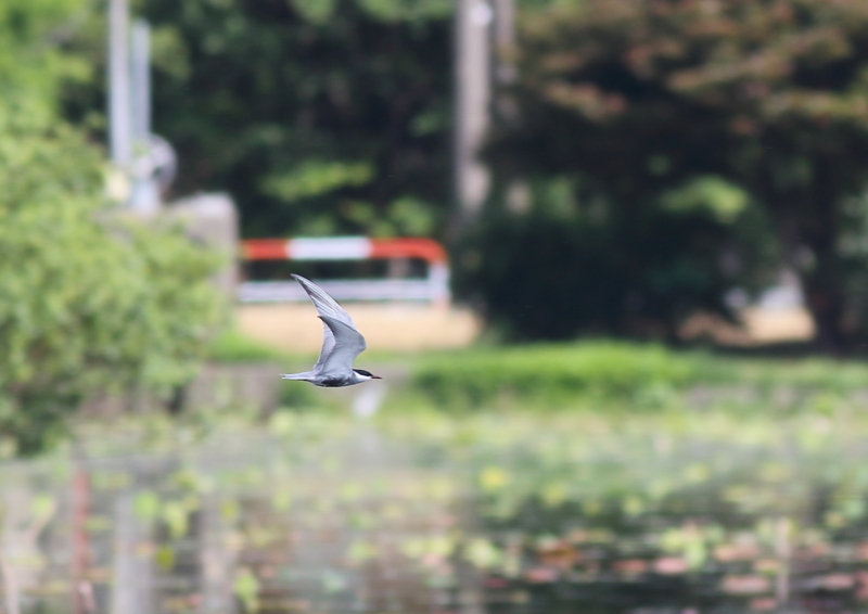 f:id:funatuyo:20170605085316j:image