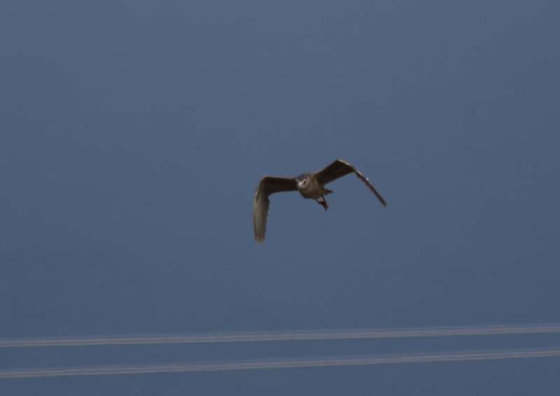 f:id:funatuyo:20170612150258j:image
