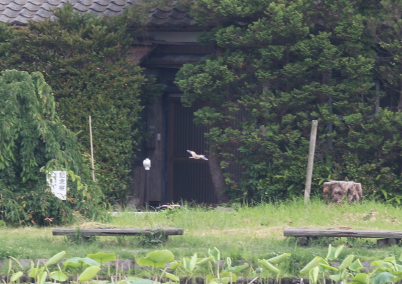 f:id:funatuyo:20170614083614j:image