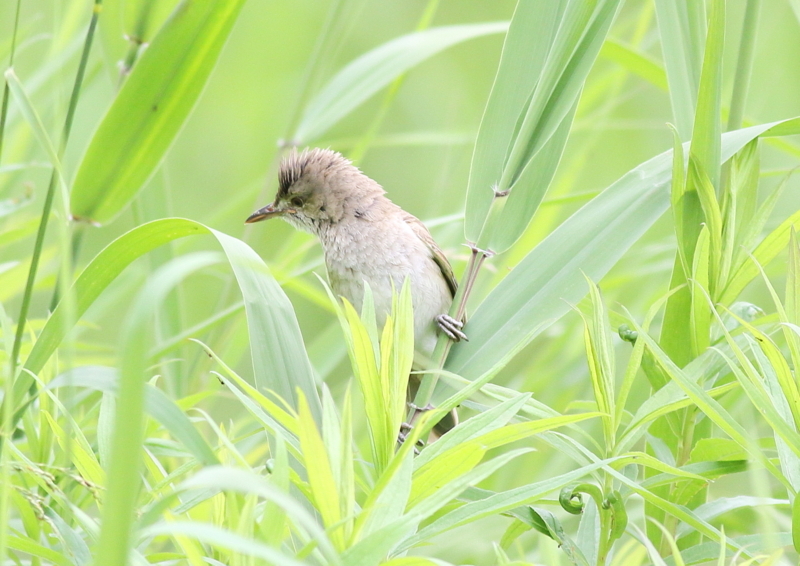 f:id:funatuyo:20170617091524j:image