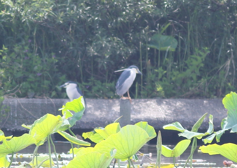 f:id:funatuyo:20170627141749j:image