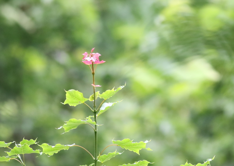 f:id:funatuyo:20170628101052j:image