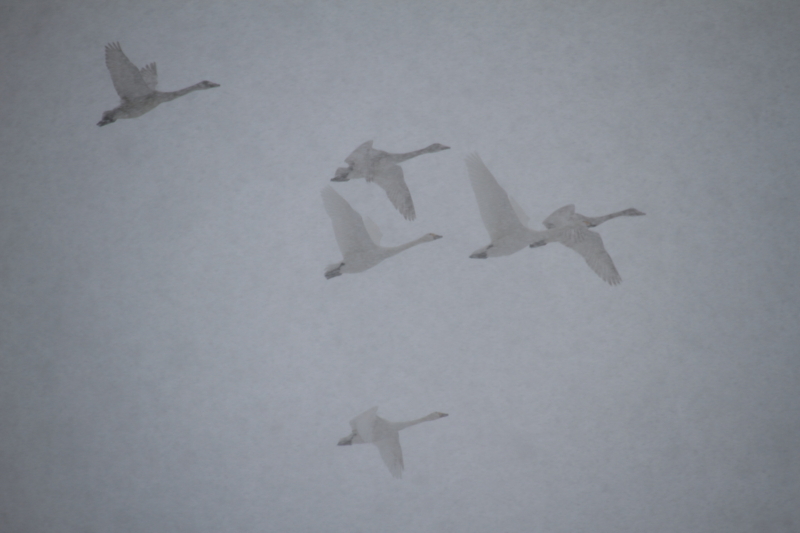 f:id:funatuyo:20171206085504j:image