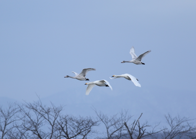 f:id:funatuyo:20171227085828j:image