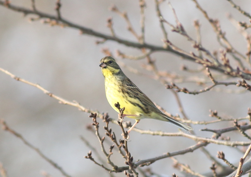 f:id:funatuyo:20180105083002j:image