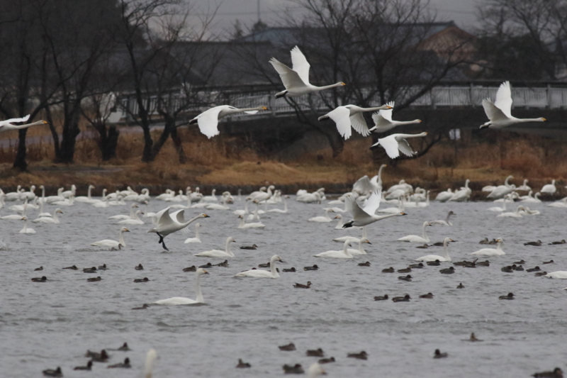 f:id:funatuyo:20180109082422j:image
