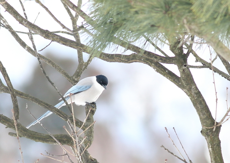 f:id:funatuyo:20180214151702j:image