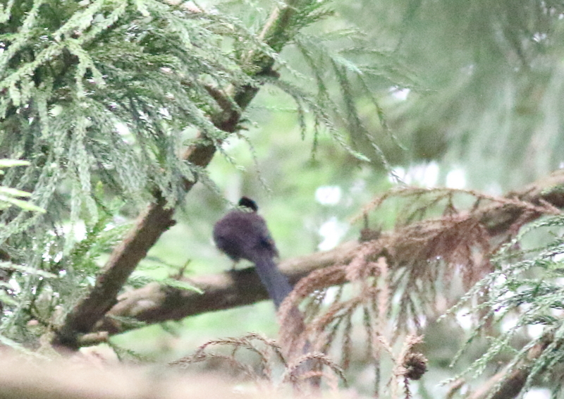 f:id:funatuyo:20180606093622j:image