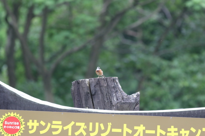 f:id:funatuyo:20180606101142j:image