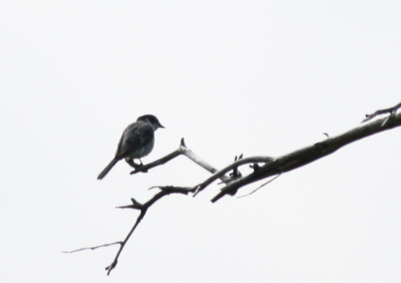 f:id:funatuyo:20180607093614j:image