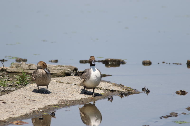 f:id:funatuyo:20180607110338j:image