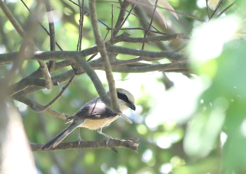 f:id:funatuyo:20180607111747j:image