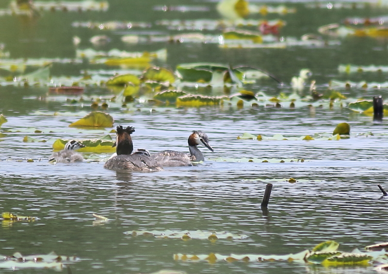 f:id:funatuyo:20180607112418j:image