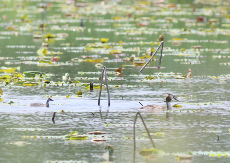 f:id:funatuyo:20180607112422j:image