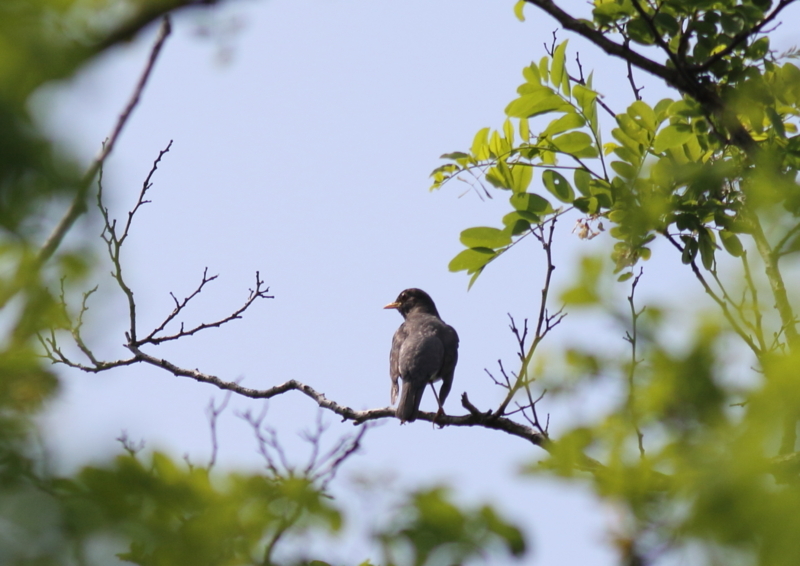 f:id:funatuyo:20180608141259j:image
