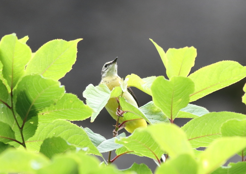 f:id:funatuyo:20180618105901j:image