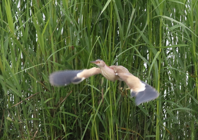 f:id:funatuyo:20180620090608j:image